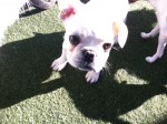 New dogs at WOOF