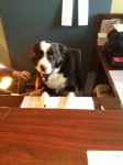 Dog on-the-job training