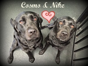 Cosmo and Nike